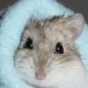 hamster