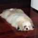 dar ka top my home ka dog lae pop