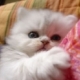 cute cat 