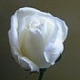 white rose