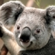 Koala Oo Mg