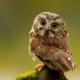 Cutest owl